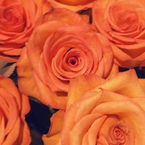 Meet your Posher, Elie